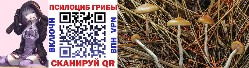 Галлюциногенные грибы Psilocybine cubensis  Новороссийск 